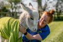 Three-week-old donkey Pebbles at Mainsgill Farm with Rachel Henshaw