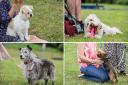 Here are 15 pictures of dogs and their 'pawrents' gathering in Barnard Castle for the pet show, as part of the annual Barnard Castle meet on Saturday (May 27).