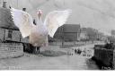 Melsonby's ghostly goose