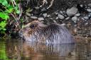 Beaver reintroduction is being considered to tackle flooding. Photo from Keith Broomfield