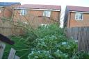 The tree that has fallen into the garden of new build house in Aiskew Photo: Dennis Trought