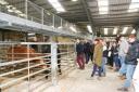 Prime cattle judging at last year’s inaugural Next Generation event at Skipton when mart director Michael Winchester adjudicated