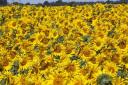 Sunflowers can provide a financially attractive option this spring