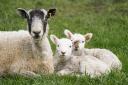 Bluetongue affects animals such as sheep (Jacob King/PA)