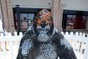 ROAR: A lego gorilla will be at Teesside Park over the summer holidays