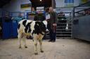David Smith, of Sutton-in-Craven, wins the Christmas calf show at Leyburn Auction Mart