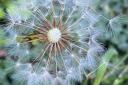 Dandelions have one of the most effective ways of spreading their seeds