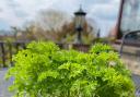 As well as being incredibly nutritious, parsley has many superstitions associated with it.
