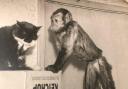 Kiko the monkey who lived in the Standard Inn, Northallerton