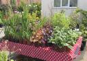 Plants for sale have been grown by Garden Club Members in Ingleby Arncliffe and Ingleby Cross