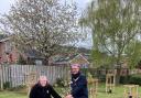 Mayor councillor Phil Eames helping  to plant the trees