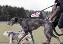 New rules are being brought in for dog walkers
