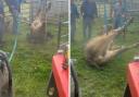 The short video clip, which was initially posted to the Witton Castle Country Park Facebook page, shows a bullock's legs in the air after it had fallen down a hole at the estate near Bishop Auckland