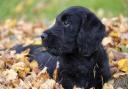 Officers from Cleveland Police are currently looking into various reports after a cocker spaniel puppy was injured in Thornaby on Sunday (September 17)  afternoon