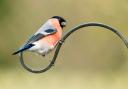 A male bullfinch, in a Richmond garden on the lookout for his next meal, by John Embleton