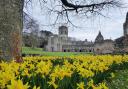 Daffodils at Fountains Abbey, by Heather Middleton