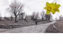 Eppleby, the daffodil village