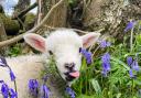 A cheeky lamb by Katherine Calvert of Swaledale snaps