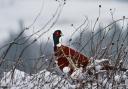 WINTRY: a pheasant braving the snow
