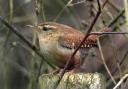 A wren – its nest is a miracle of construction