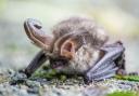 A brown long-eared bat