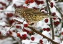 Mistle Thrushes could visit your garden if you have berry bushes.