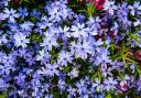 The beautiful natural background of small phlox flowers