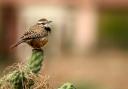 The wren – one of Britain’s smallest birds but also one of our loudest singers
