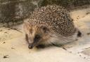 THREATENED: Hedgehogs are disappearing from our countryside