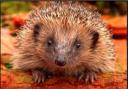 HELP: Hedgehog numbers are suffering a huge decline