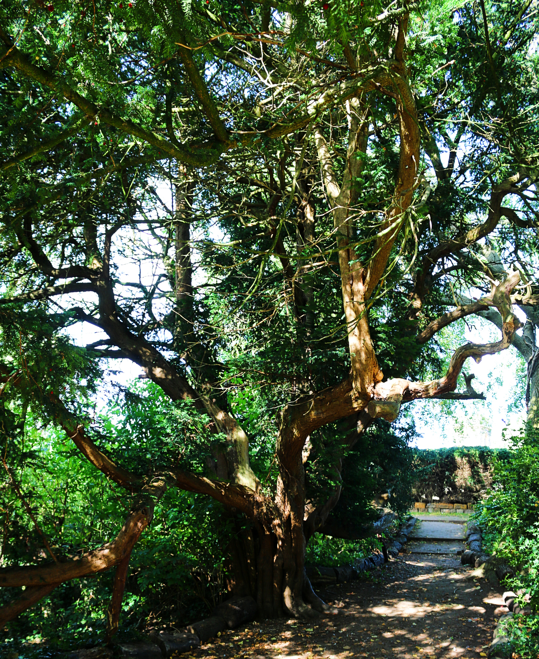 The extremely old yew in the grounds of Gisbrough Priory