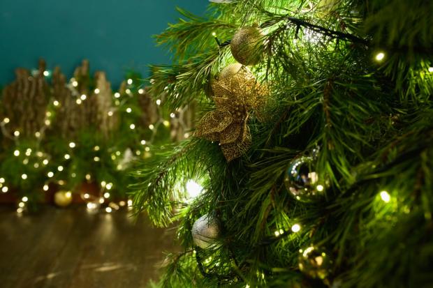 Darlington and Stockton Times: Buy your Christmas tree online (Canva)
