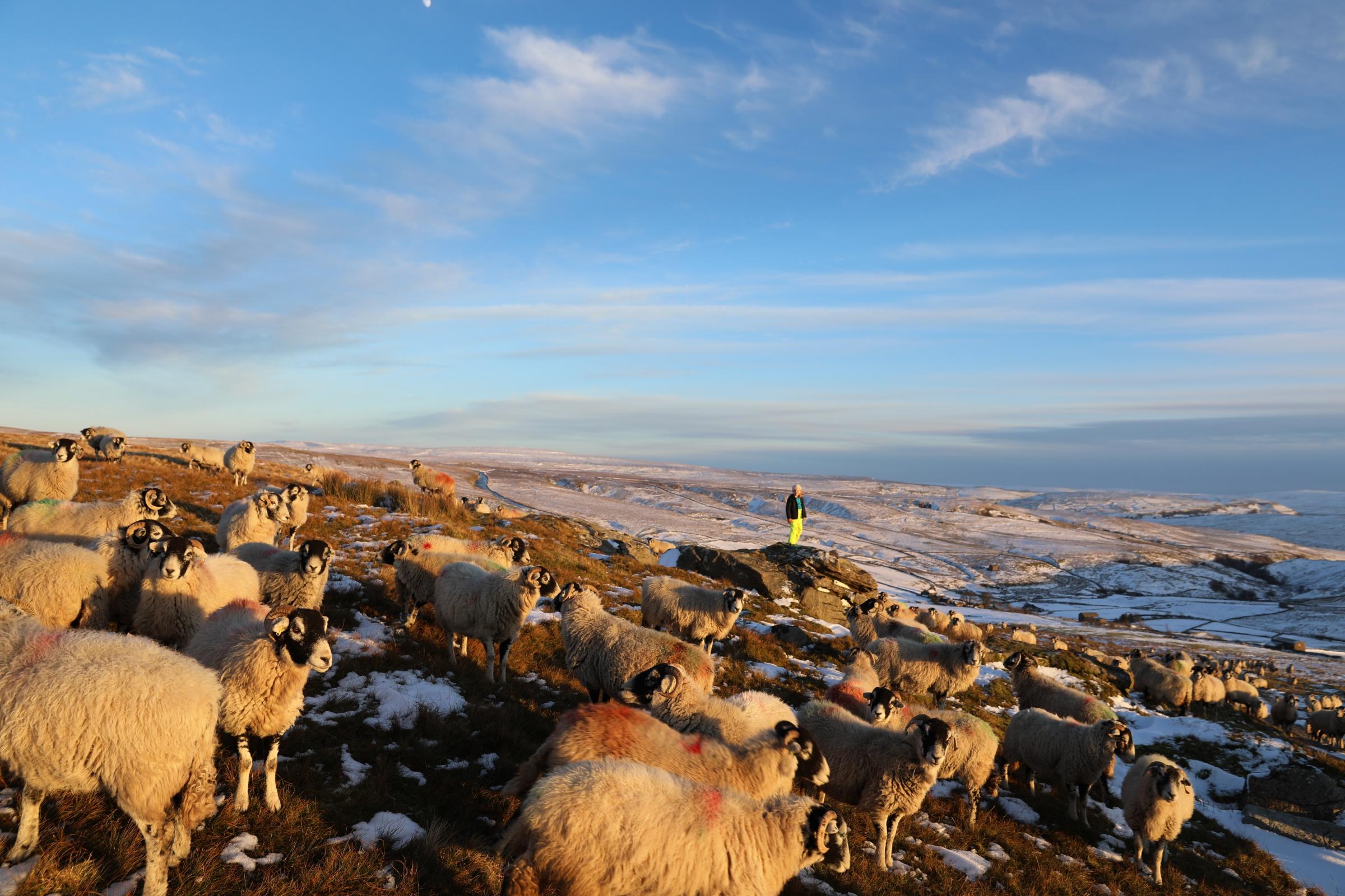 Sheep and Swaledale, by Amanda Owen