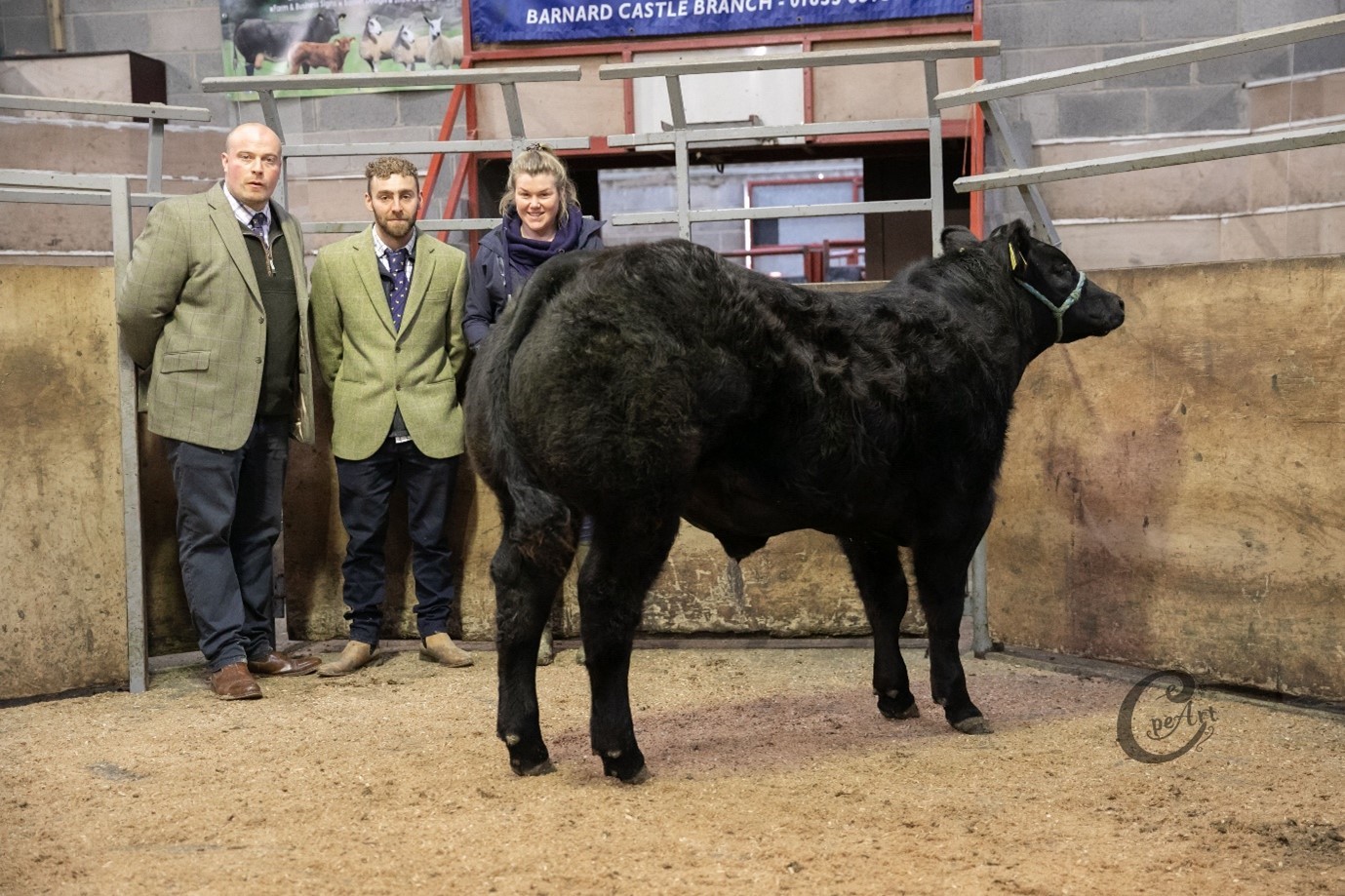 Reserve champion (steer), with judges Rob Mallison and David Leedham, and Rebecca Dobson of JE&E Dobson & Son