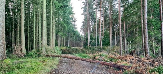 Farmers should assess fallen timber for its value