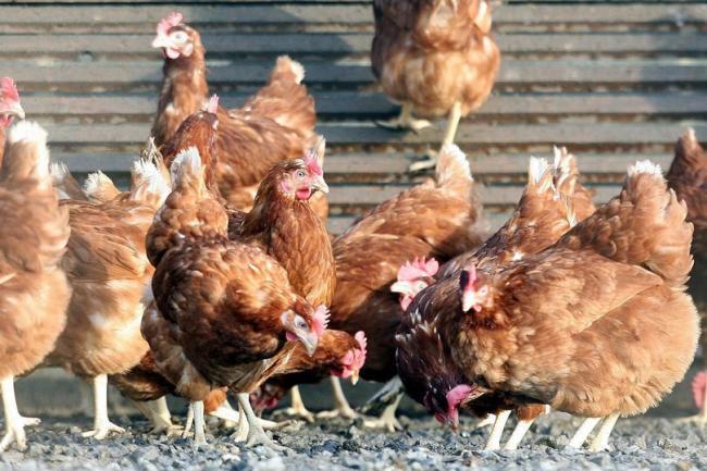 Concern over growing spread in ‘largest ever’ bird flu outbreak