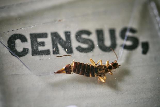 Darlington and Stockton Times: An insect, which died at some point in the last 100 years, being removed from the pages of the 1921 Census at the Office for National Statistics (ONS) near Southampton. Photo via PA.