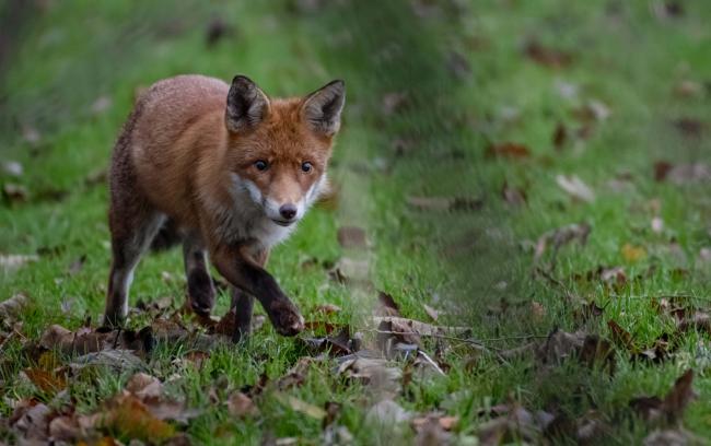 Peter Oughton this week snapped this selection of pictures of a family of playful foxes in Darlington