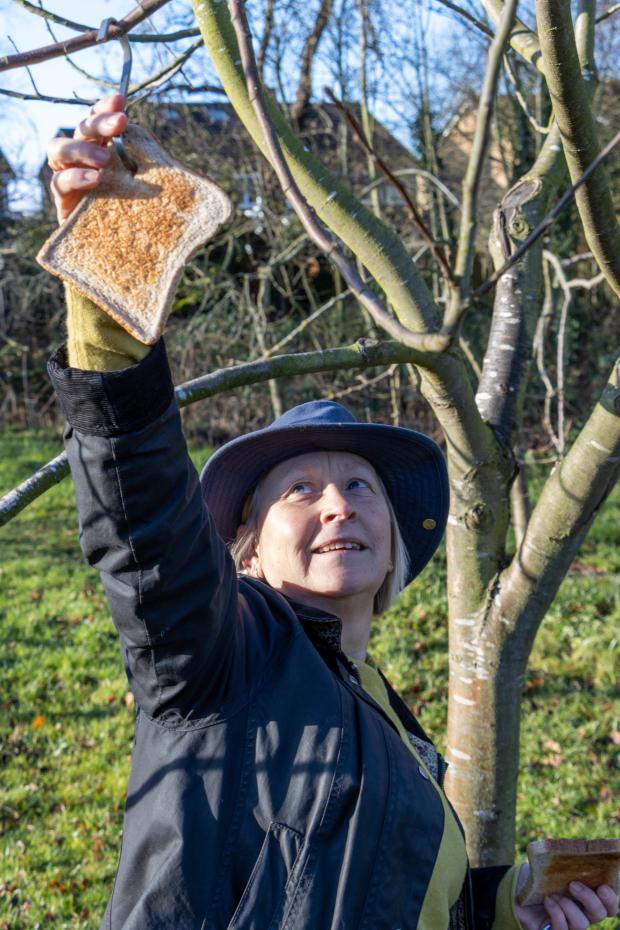 Darlington and Stockton Times: Pat Simpson hangs toast from the trees to encourage robins into the orchard. Picture: Chris Barron