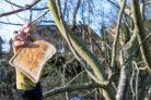 Pat Simpson hangs toast from the trees in the grounds of the Hurworth Grange ahead of Monday's apple wassail to encourage robins into the orchard. Picture: CHRISTOPHER BARRON