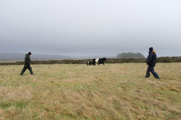 Darlington and Stockton Times: Looking over cattle as they move onto an area of 'deferred grazing' pasture