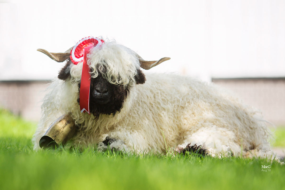Nederlandse Spotted en Wallis Blacknose schapen maken hun debuut op de Royal Highland Show