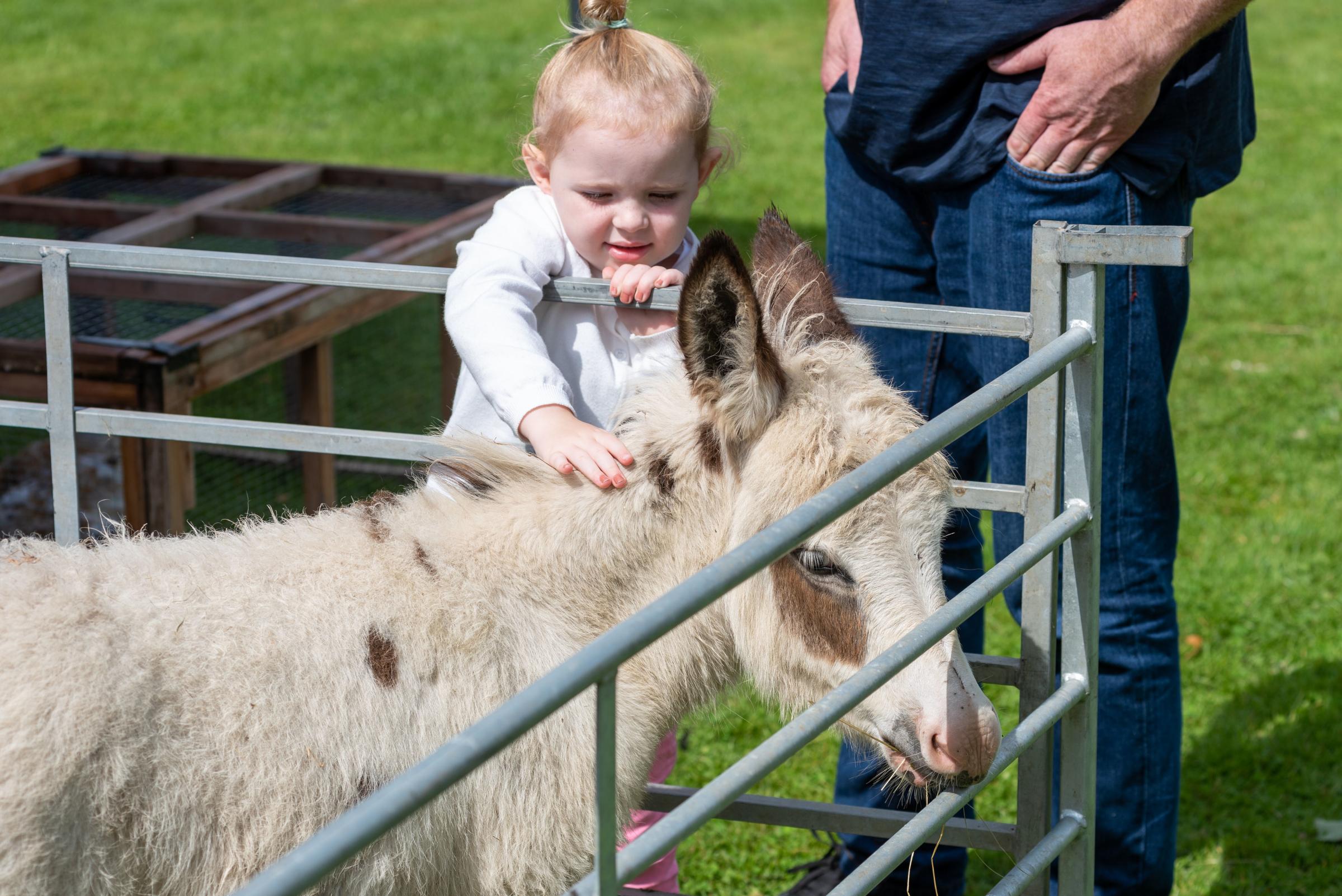 A young racegoer enjoying the mini-farm at Thirsks All Creatures Great and Small Day