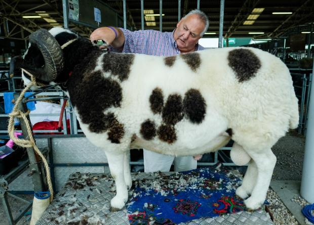 Darlington and Stockton Times: The Great Yorkshire Show in Harrogate Picture: Northern Echo