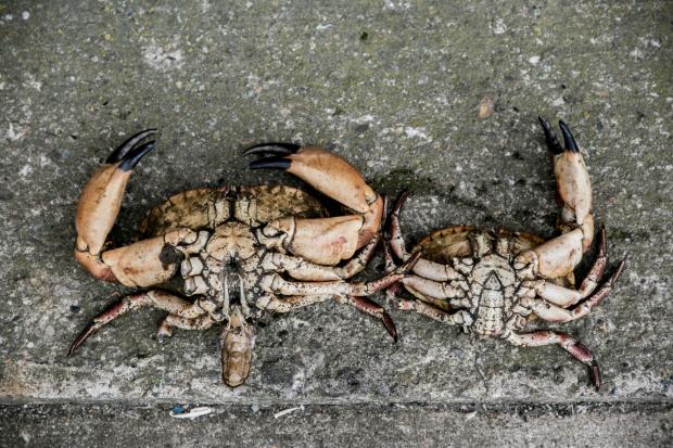 Darlington and Stockton Times: Dead crabs brought to shore for testing