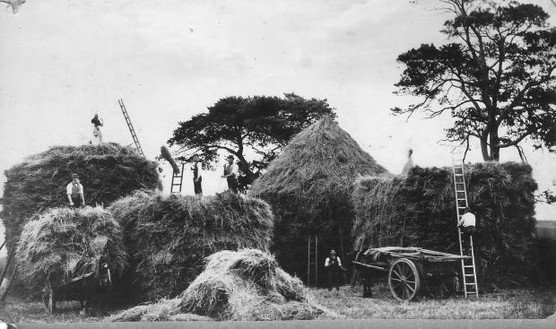 Darlington and Stockton Times: Making hay in Hurworth in the late 19th Century