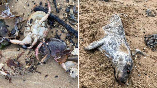 Darlington and Stockton Times: Dead crabs and seals have been found on the Teesside coastline