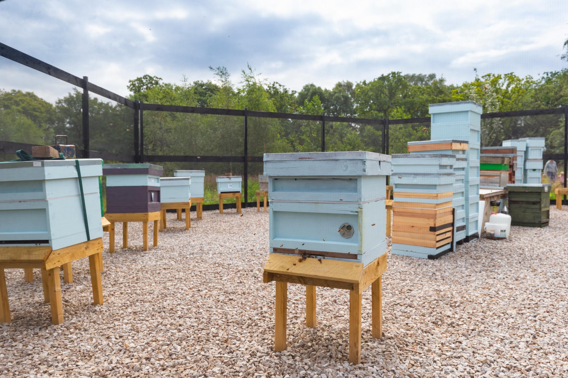 Apiary in Southfield at RHS Garden Harlow Carr