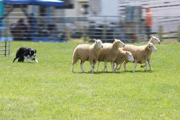 Sheepdog trials wiil take place at the Great Yorkshire Show