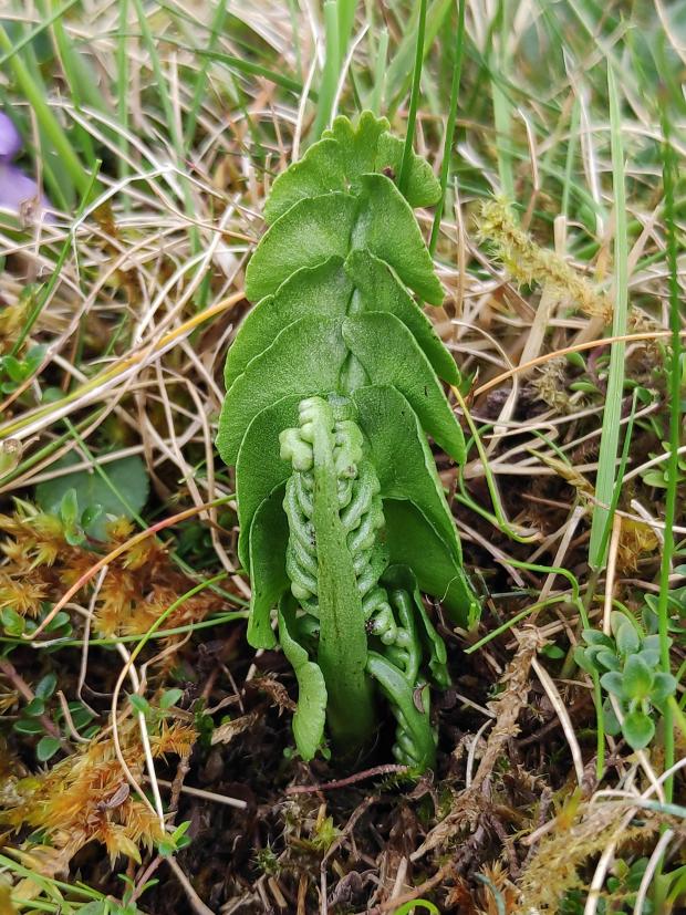 Darlington and Stockton Times: Moonwort, discovered by the field club. Picture: Derek Risbey